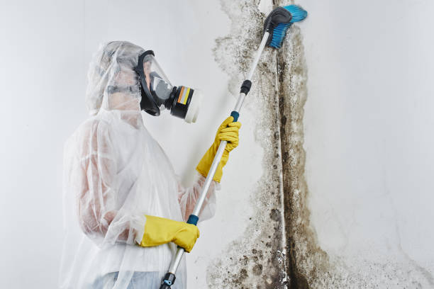 Best Attic Mold Removal  in Lindsay, OK