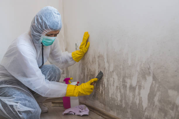 Trusted Lindsay, OK Mold Removal Experts