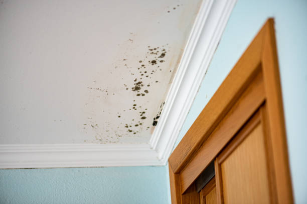 Certified Mold Removal in Lindsay, OK