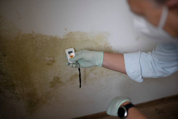 Best Mold Damage Repair  in Lindsay, OK