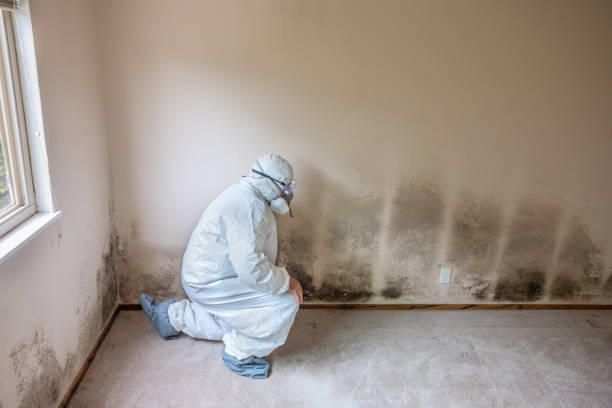 Best Mold Removal Company Near Me  in Lindsay, OK
