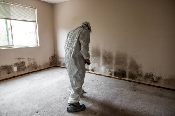 Mold Testing and Removal in Lindsay, OK