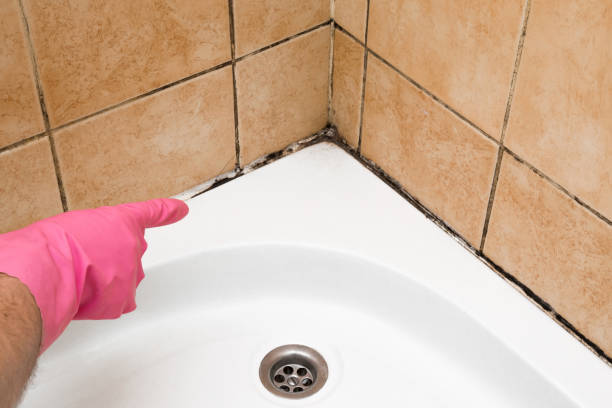 Best Mold Removal Process  in Lindsay, OK